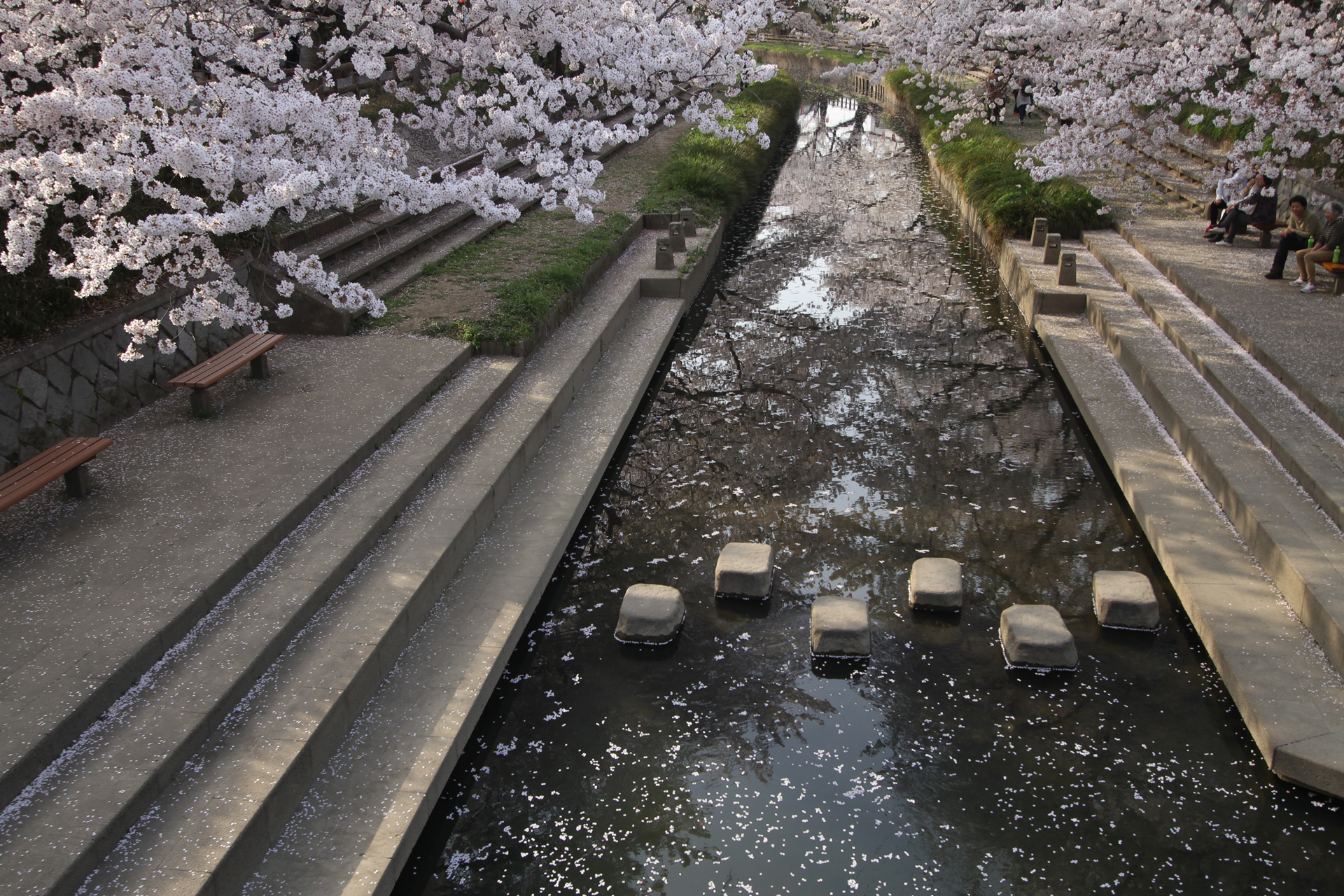 元荒川に浮かぶ桜の花びら