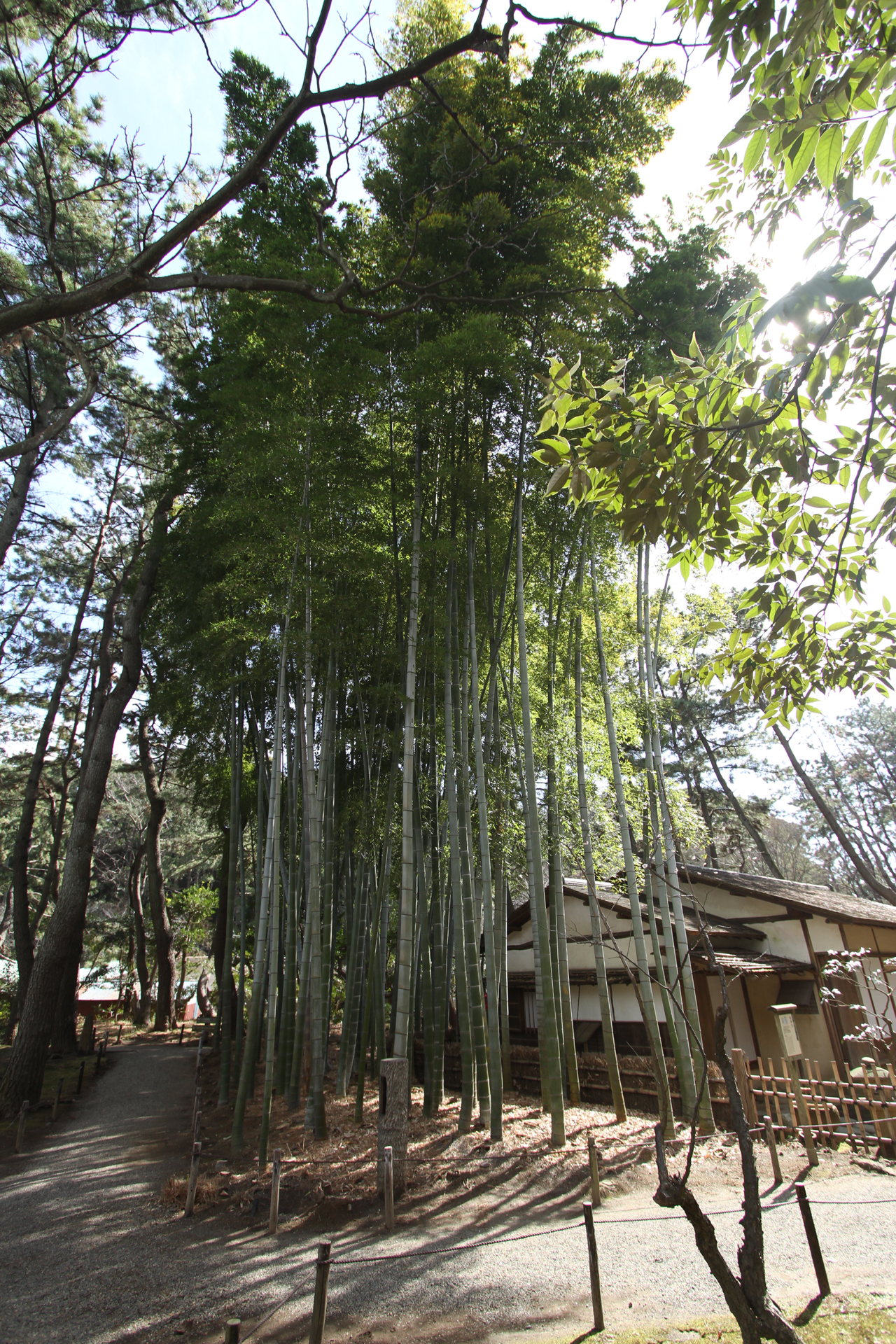 三渓園の竹