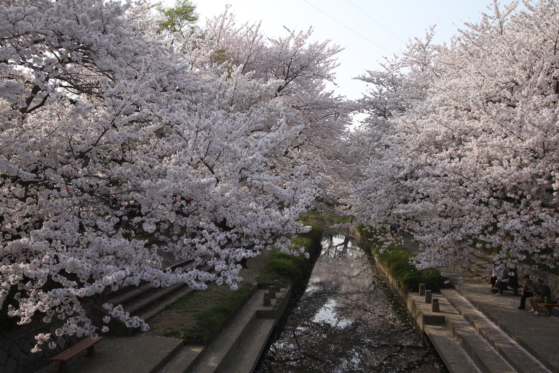 元荒川の橋の上から見た桜のトンネル