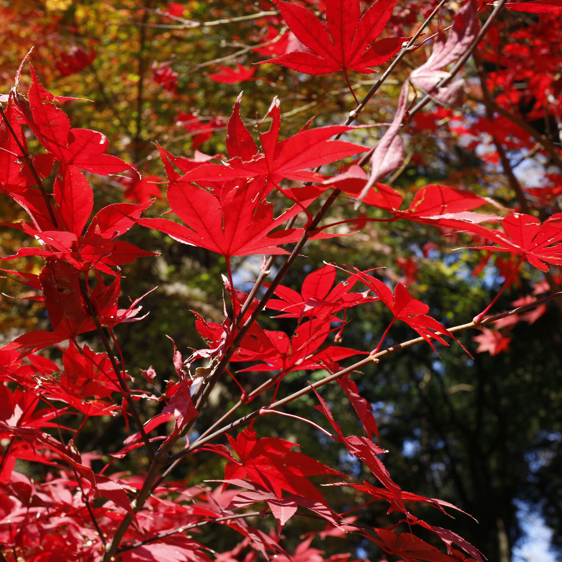 深大寺の紅葉の葉