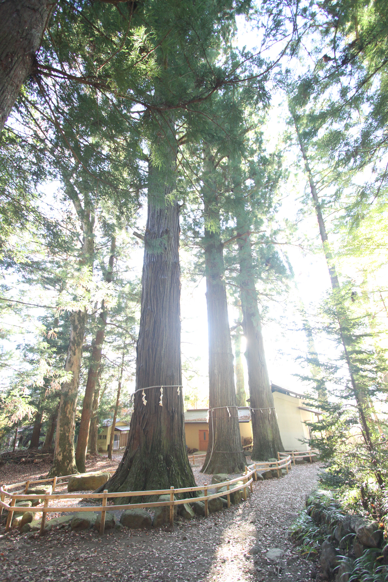 河口浅間神社の杉4