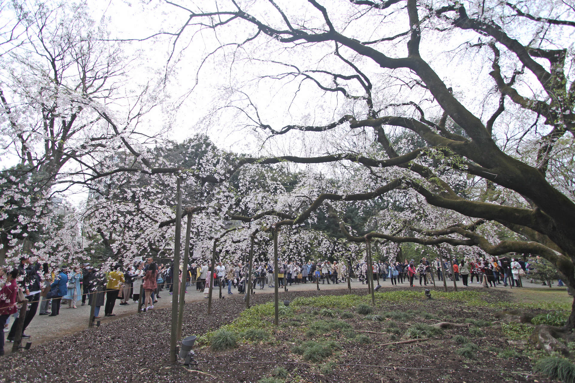 六義園しだれ桜壱