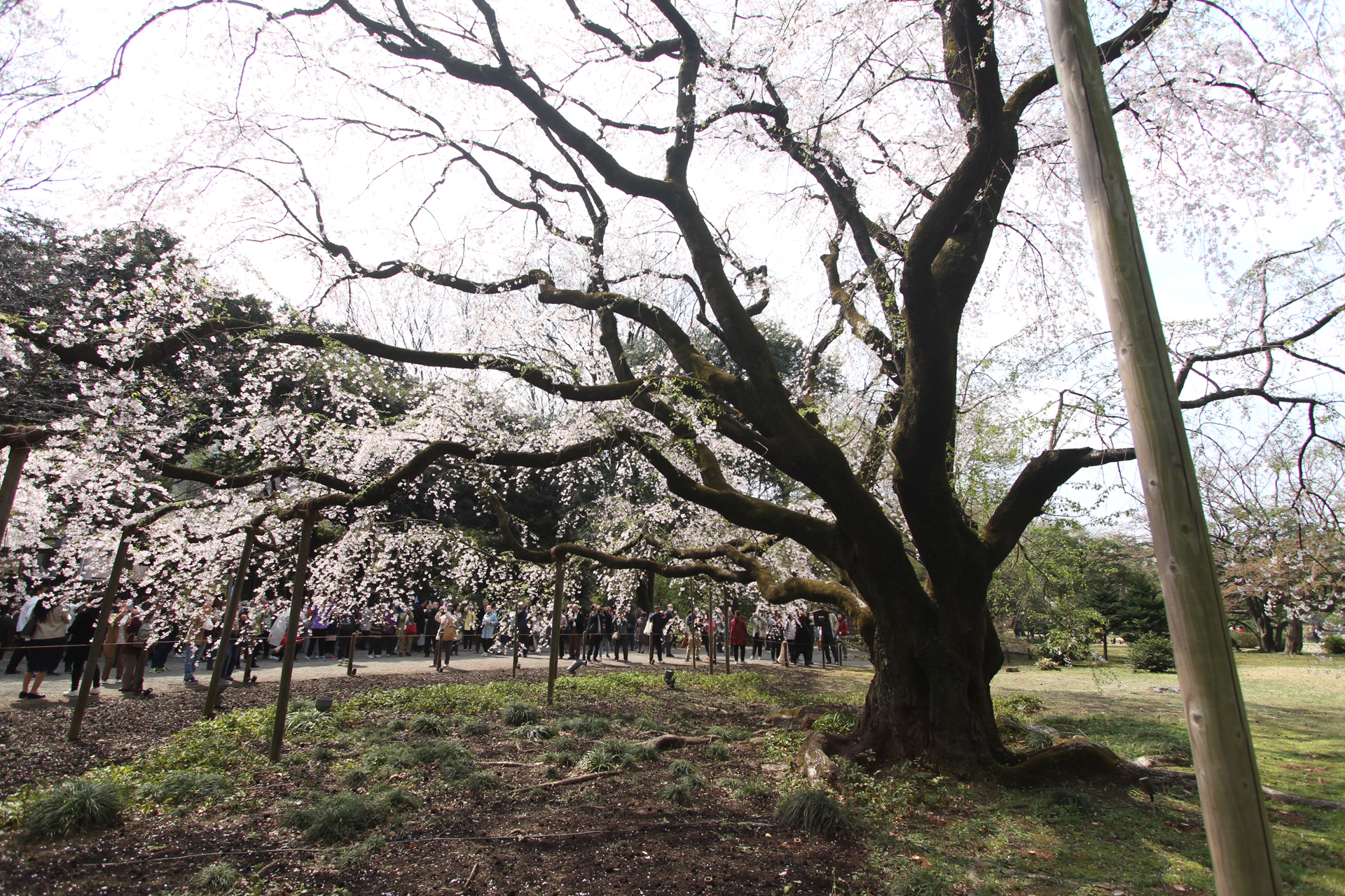 六義園しだれ桜弐