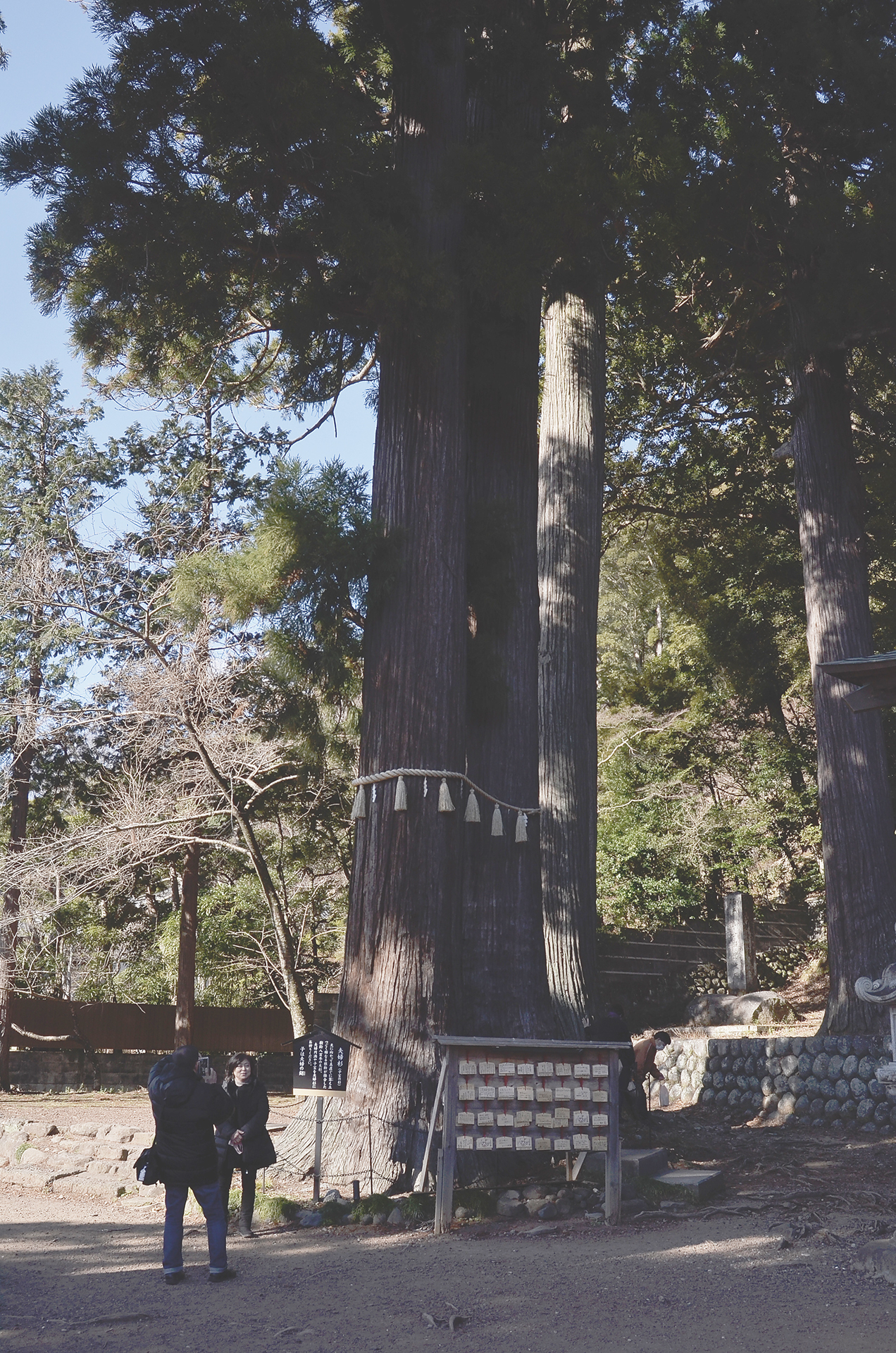 修善寺の夫婦杉